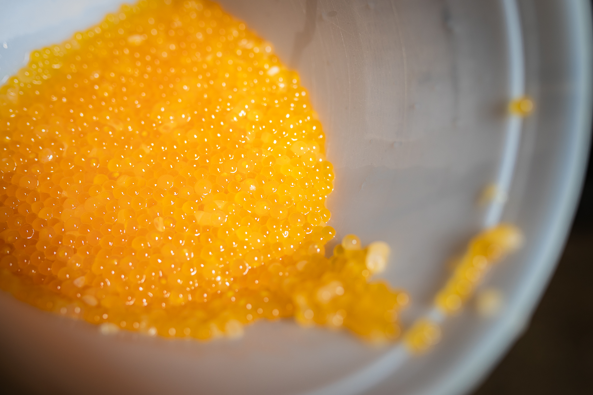 Arctic Char, the Salmonid of Tomorrow