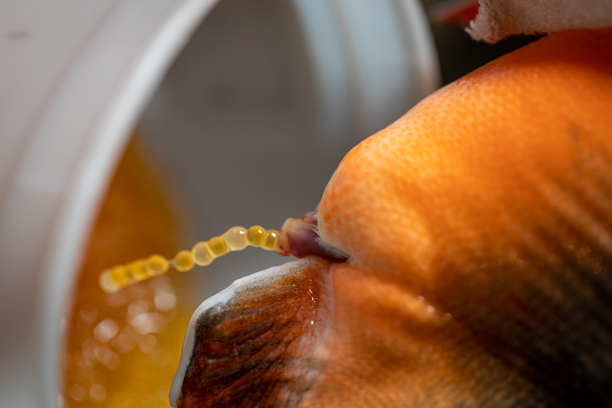 Arctic Char, the Salmonid of Tomorrow