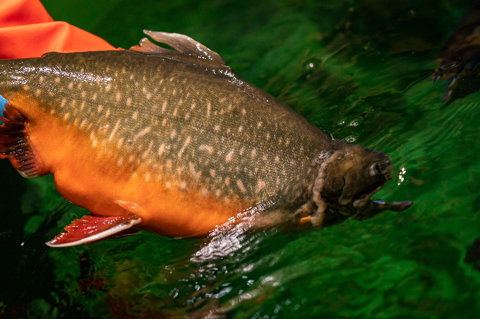 Arctic Char, the Salmonid of Tomorrow
