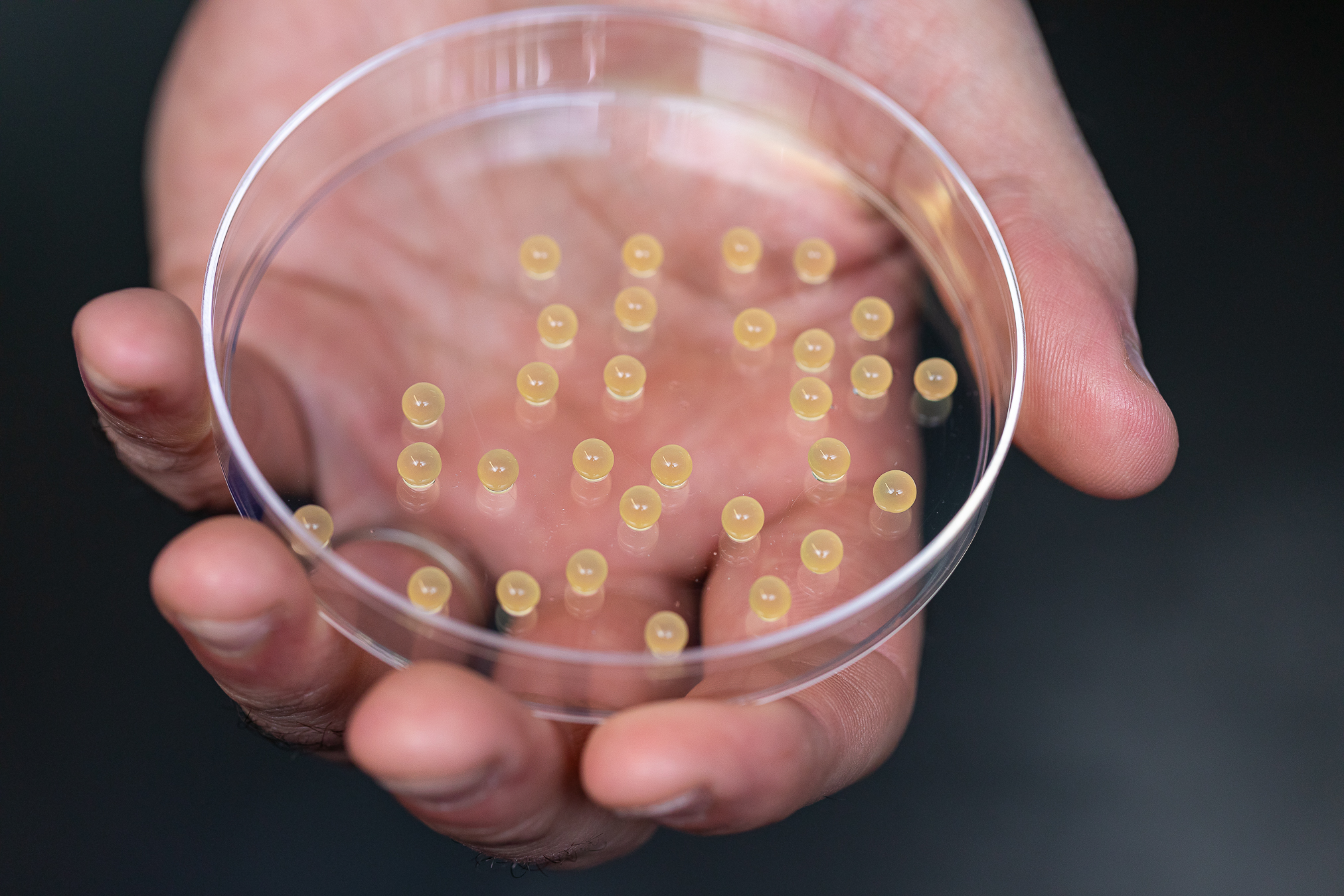 Arctic Char, the Salmonid of Tomorrow