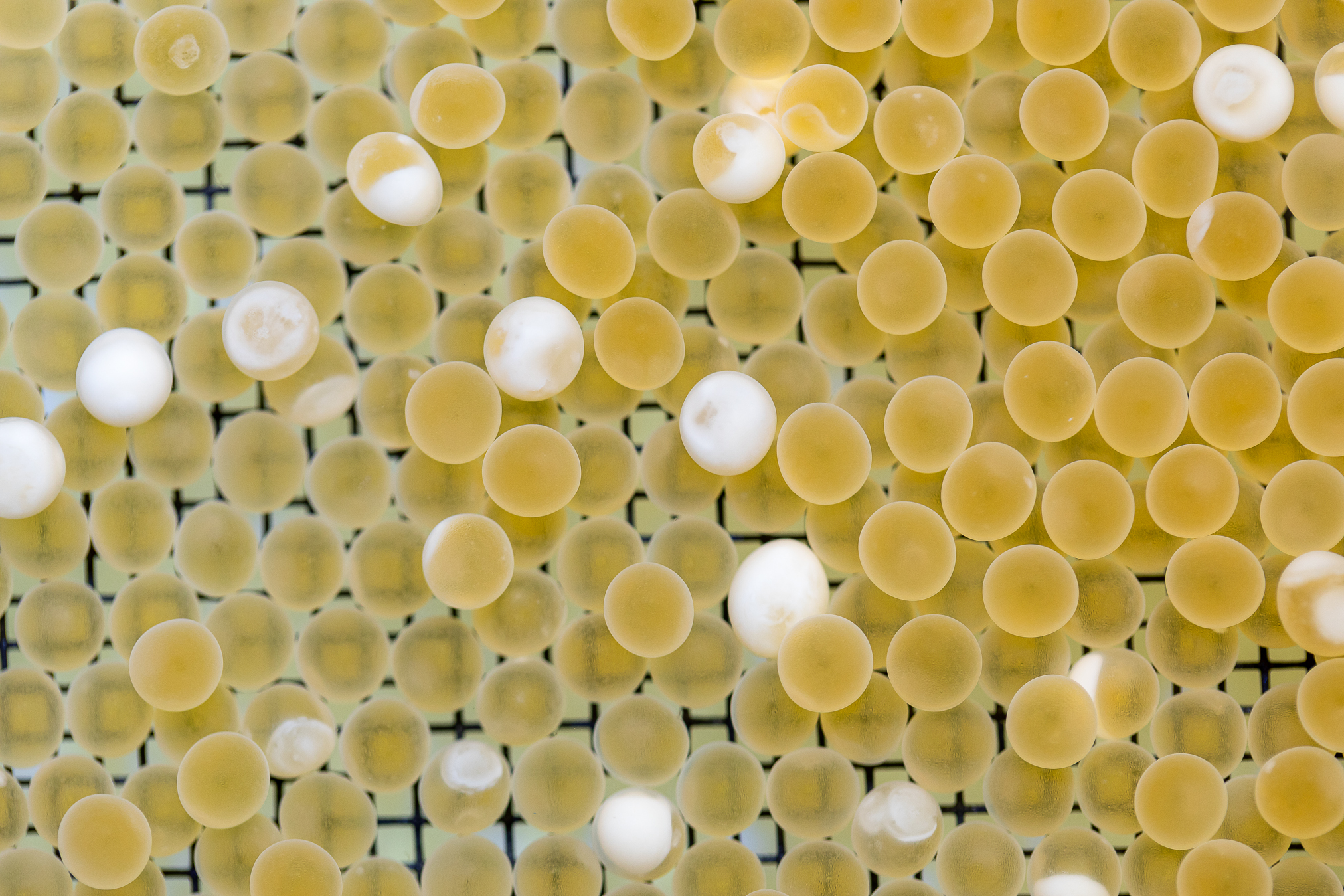 Arctic Char, the Salmonid of Tomorrow