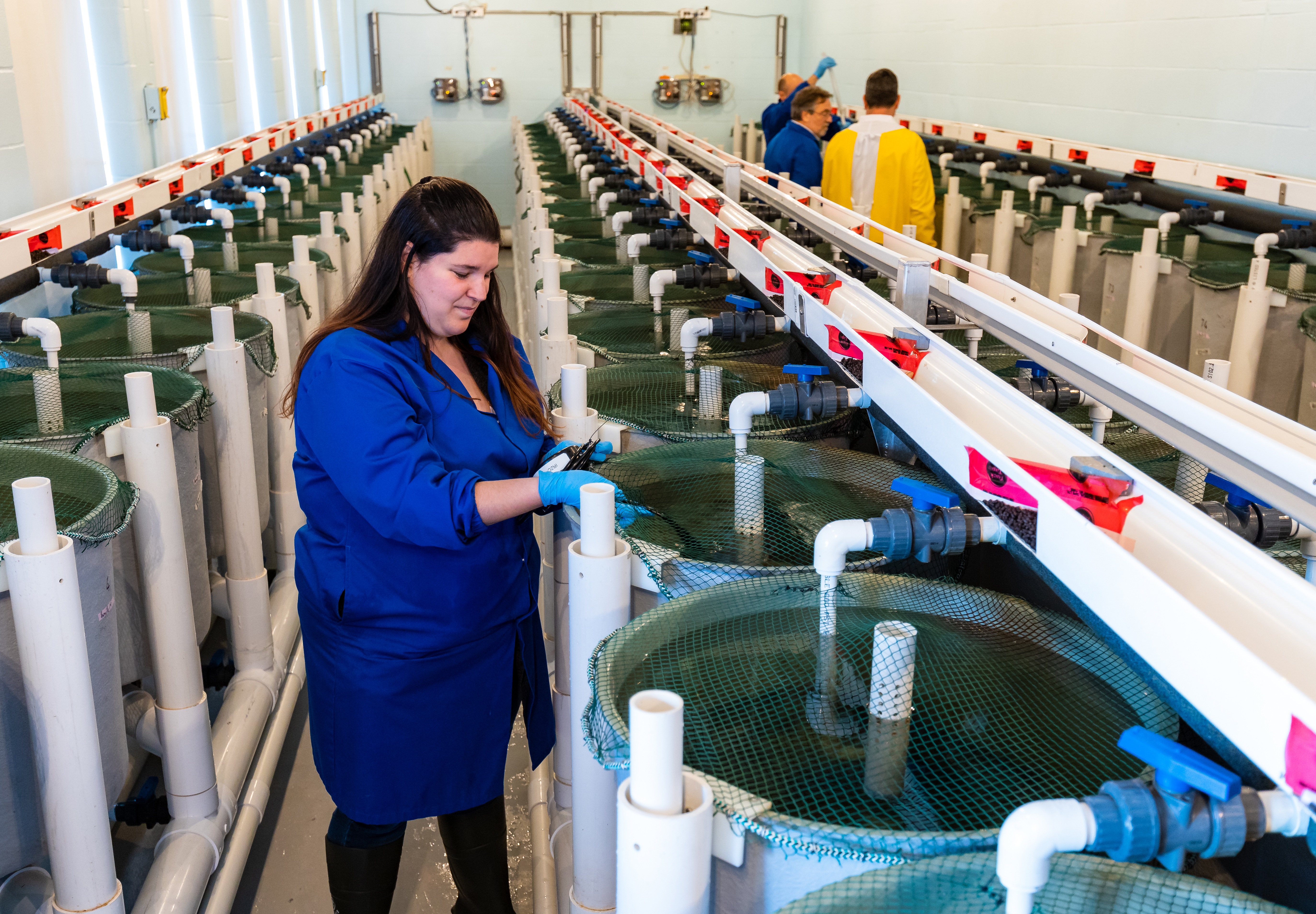Laboratoire d'élevage d'ombles chevalier