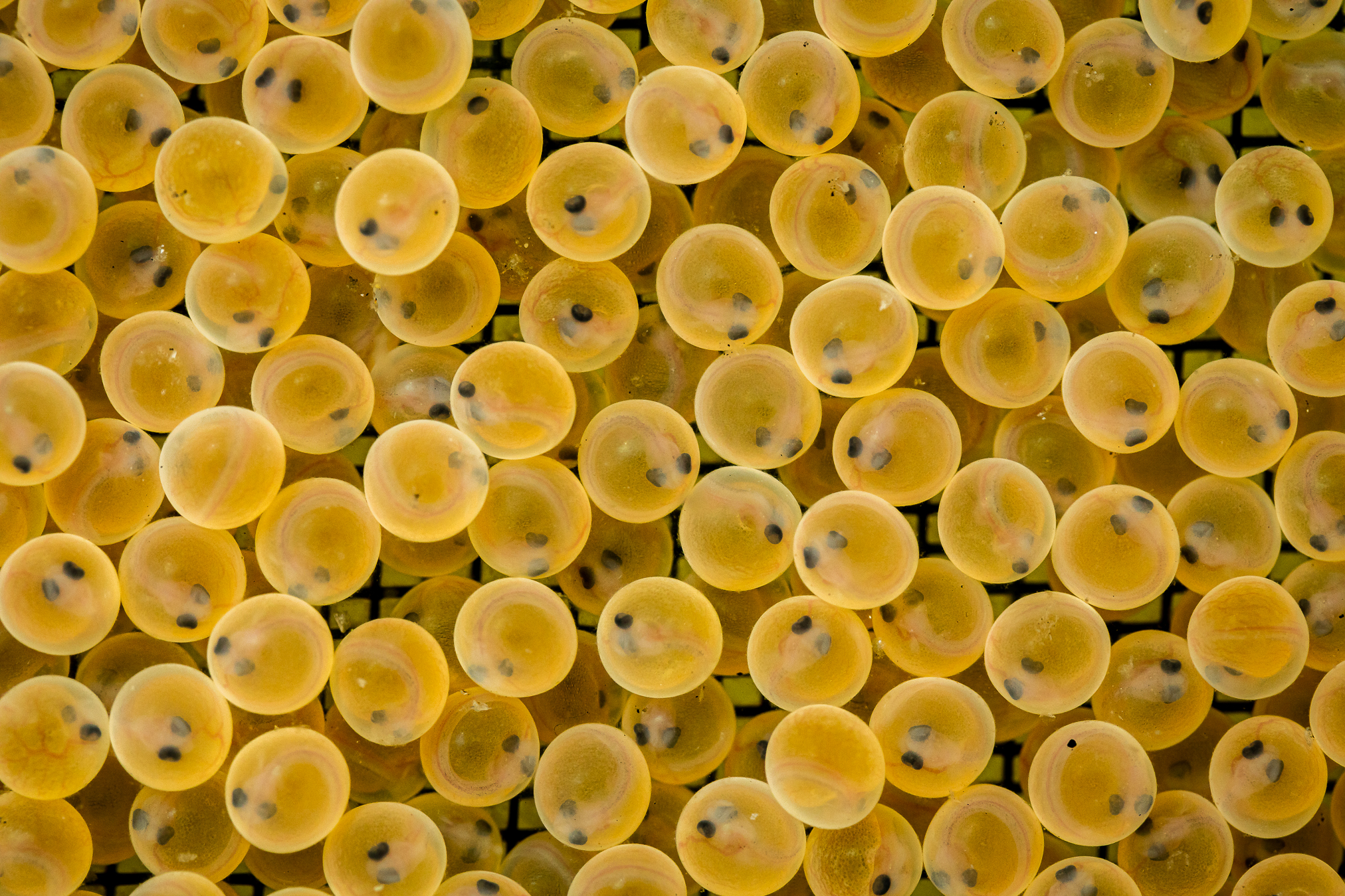 Arctic Char, the Salmonid of Tomorrow