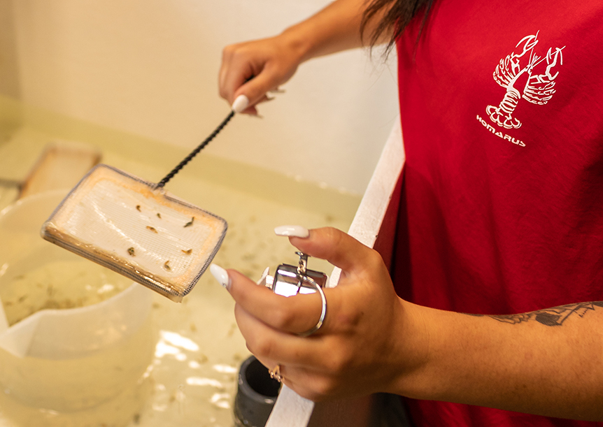 Décompte de larves de homard