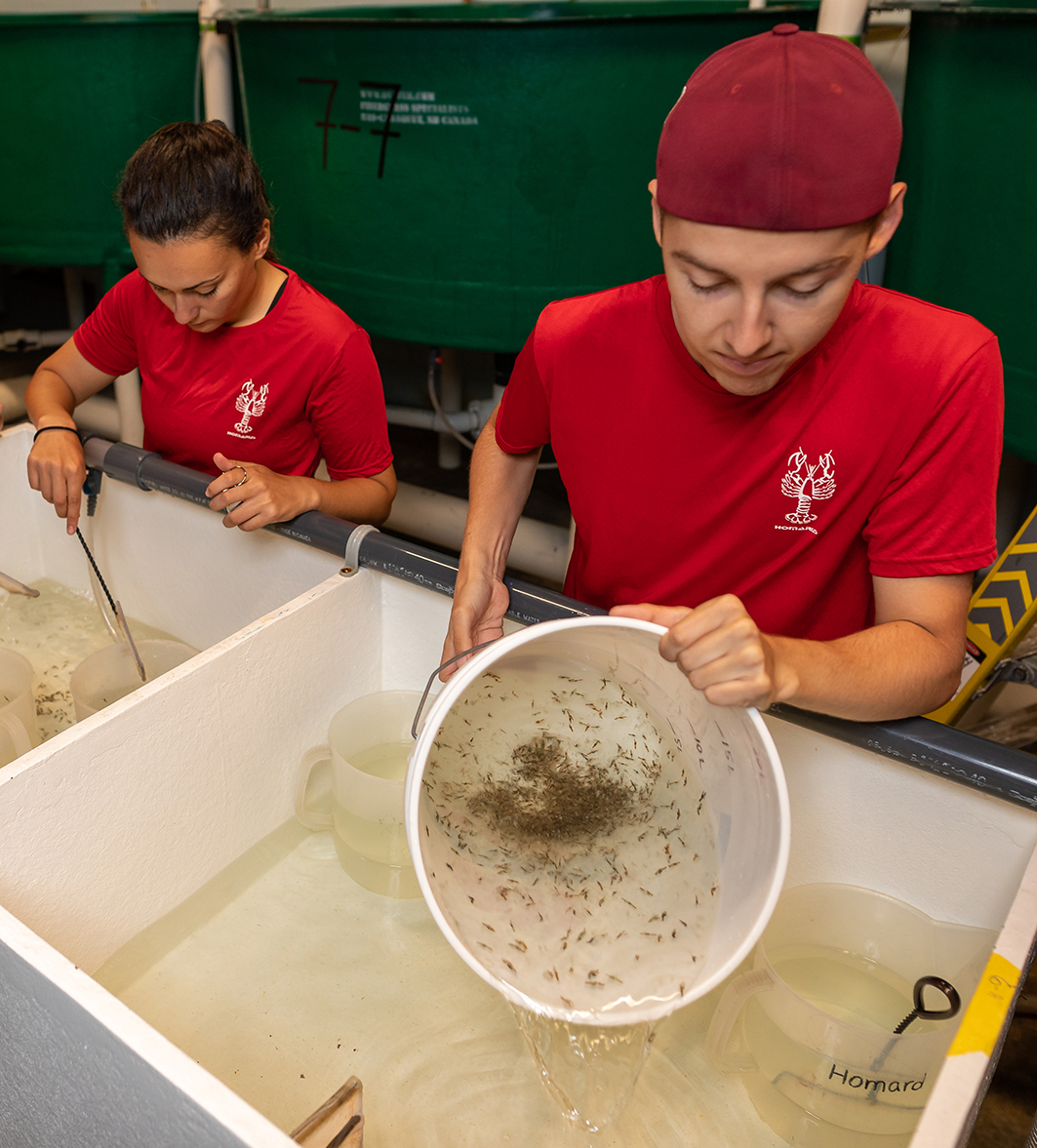 Des milliers de larves doivent être traitées.